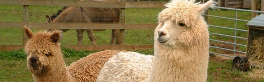 IAOBA Illinois Alpaca Owners And Breeders Association IAOBA Illinois Alpaca Owners And Breeders Association