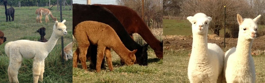 IAOBA Illinois Alpaca Owners And Breeders Association IAOBA Illinois Alpaca Owners And Breeders Association
