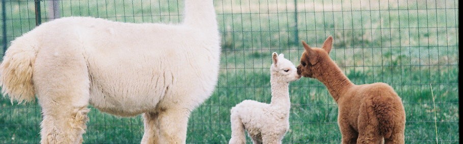 IAOBA Illinois Alpaca Owners And Breeders Association IAOBA Illinois Alpaca Owners And Breeders Association